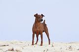 PINSCHER NAIN 016